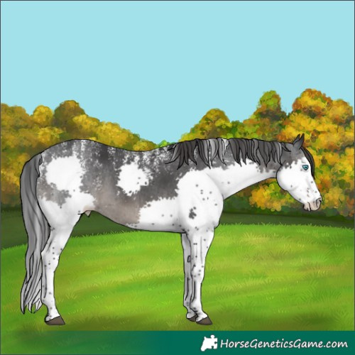 Horse Color:Powder White Black Splash Appaloosa 