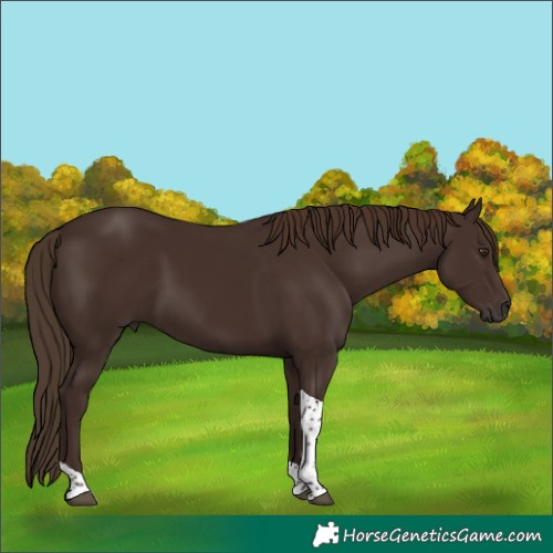 Horse Color:Liver Chestnut Tobiano 