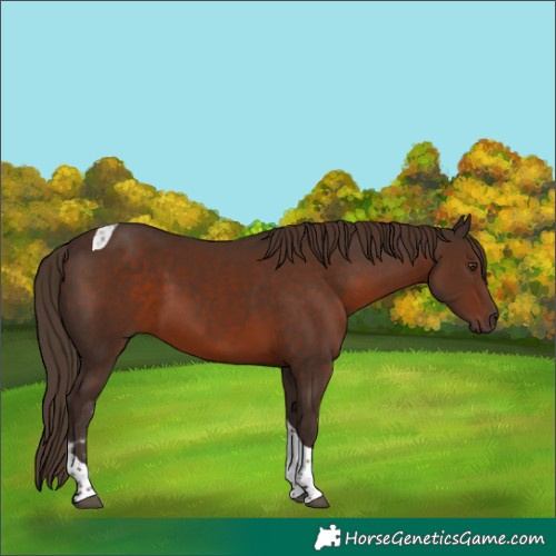 Horse Color:Liver Chestnut Tobiano 
