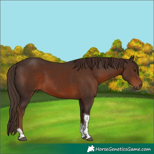 Horse Color:Liver Chestnut Tobiano
