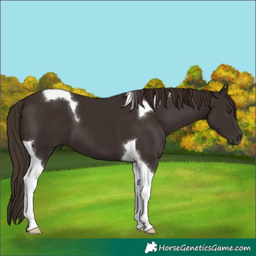 Horse Color:Liver Chestnut Tobiano 