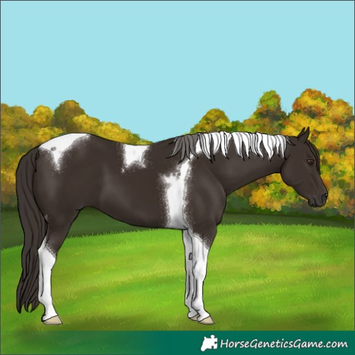 Horse Color:Liver Chestnut Tobiano 