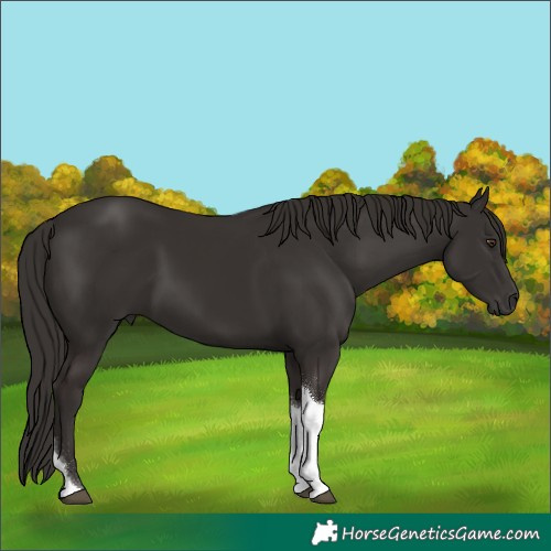 Horse Color:Liver Chestnut Tobiano 