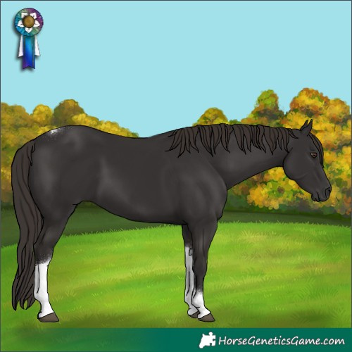 Horse Color:Liver Chestnut Tobiano