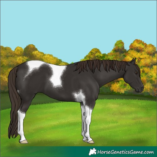 Horse Color:Liver Chestnut Tobiano