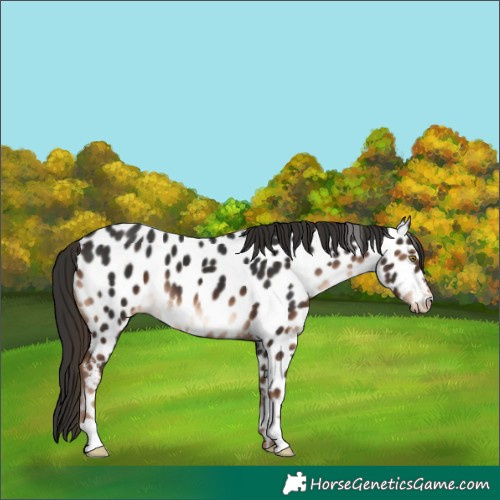 Horse Color:Liver Chestnut Near Leopard
