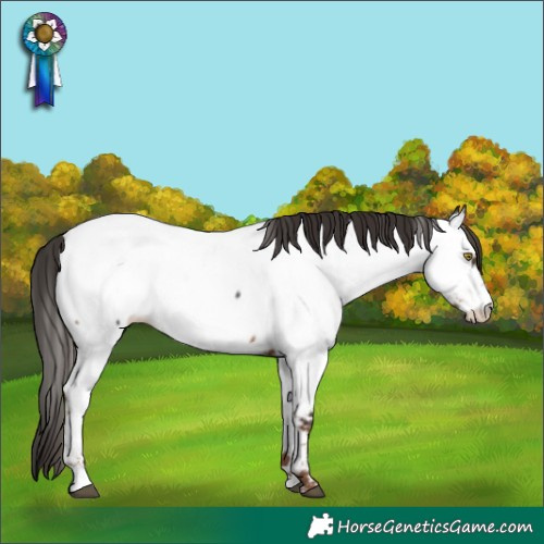 Horse Color:Liver Chestnut Near Fewspot 