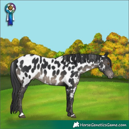 Horse Color:Black Appaloosa 