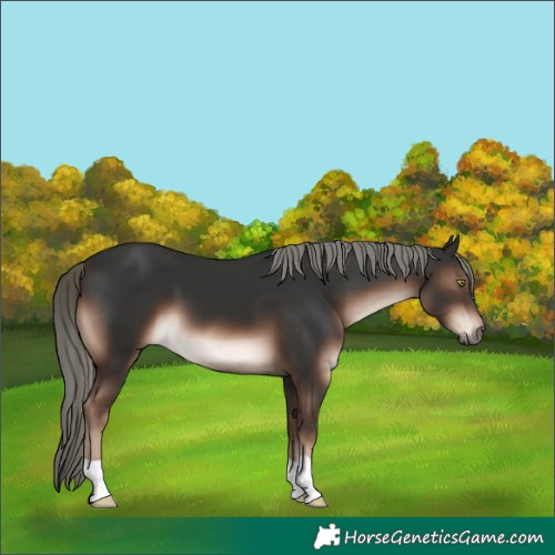 Horse Color:Liver Chestnut Mushroom
