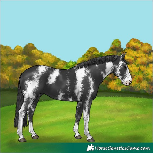 Horse Color:Black Sabino
