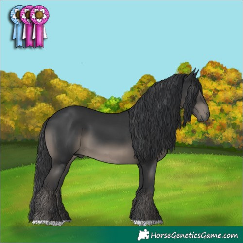 Horse Color:Black 