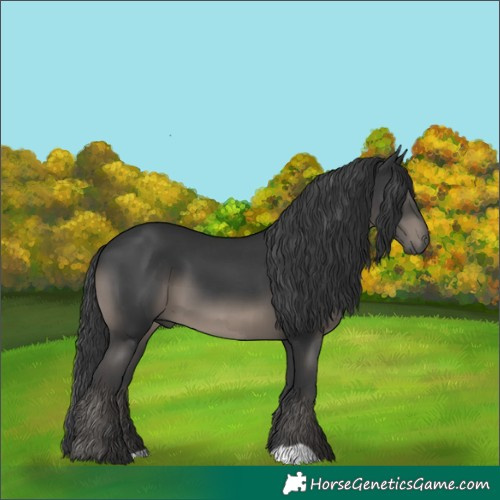 Horse Color:Black 