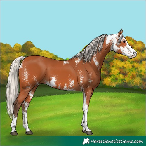 Horse Color:Silver Bay Sabino