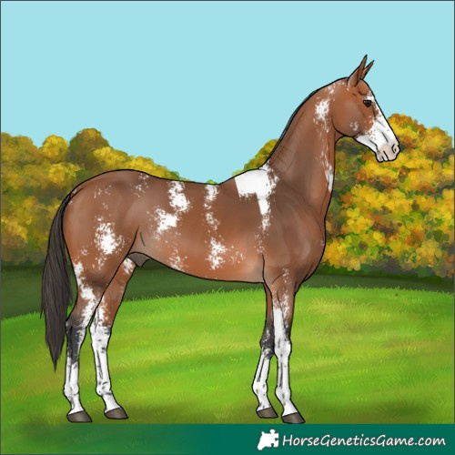Horse Color:Bay Sabino 