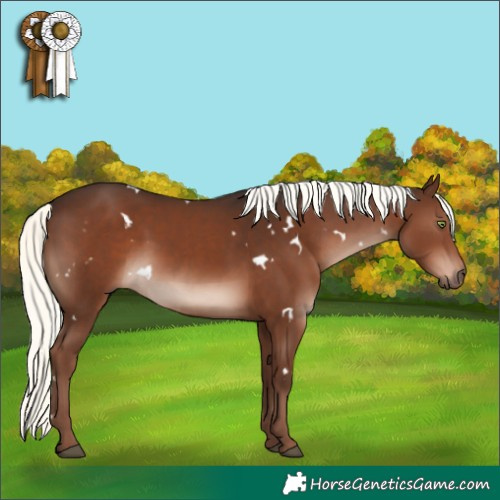 Horse Color:White Spotted Liver Chestnut Mushroom Rabicano 