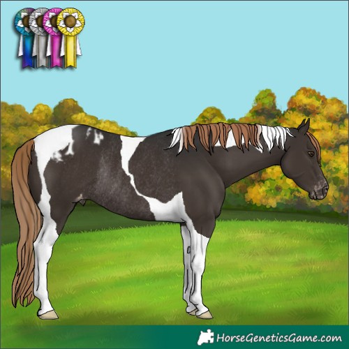Horse Color:Liver Chestnut Tobiano Appaloosa Rabicano