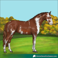 Horse Color:Chestnut Sabino 