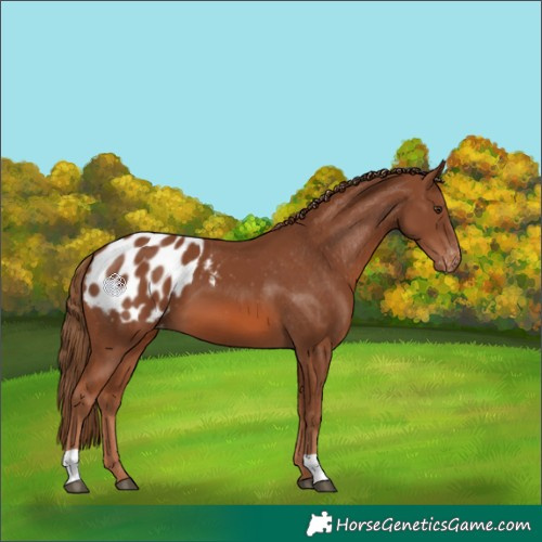 Horse Color:Chestnut Appaloosa 