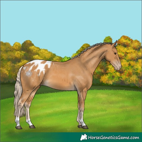 Horse Color:Palomino Appaloosa