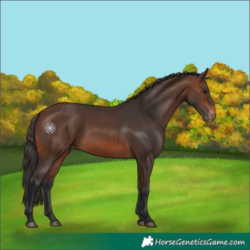 Horse Color:Brown Appaloosa 