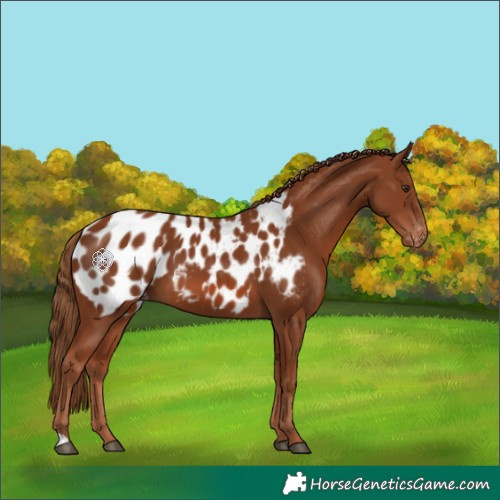 Horse Color:Chestnut Appaloosa