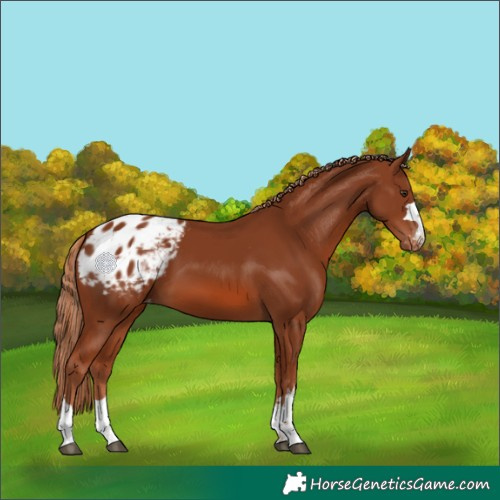Horse Color:Chestnut Appaloosa 