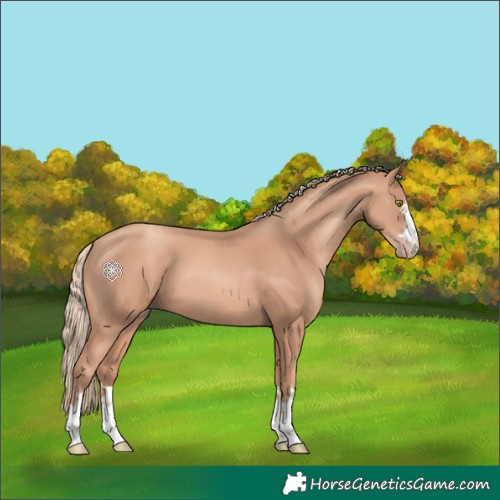 Horse Color:Gold Champagne 