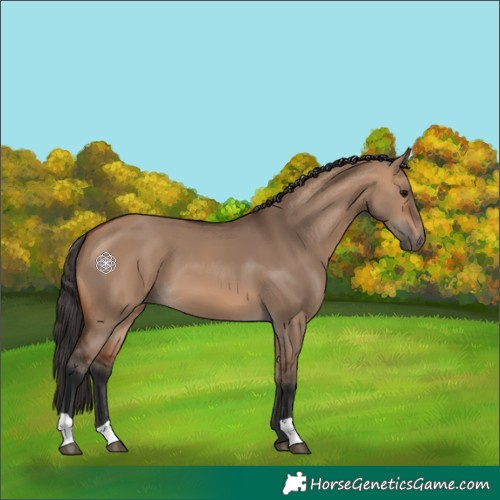 Horse Color:Bay Dun 
