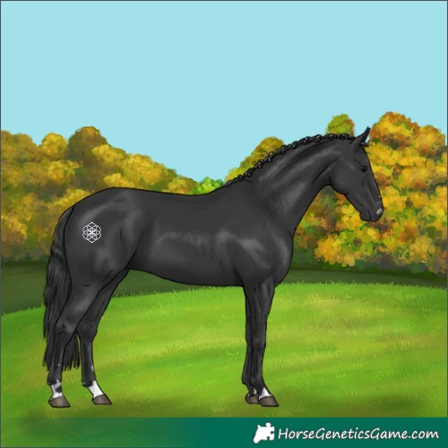 Horse Color:Black 
