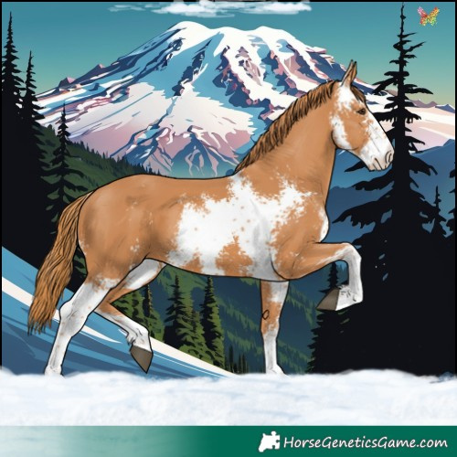 Horse Color:Chestnut Sabino 