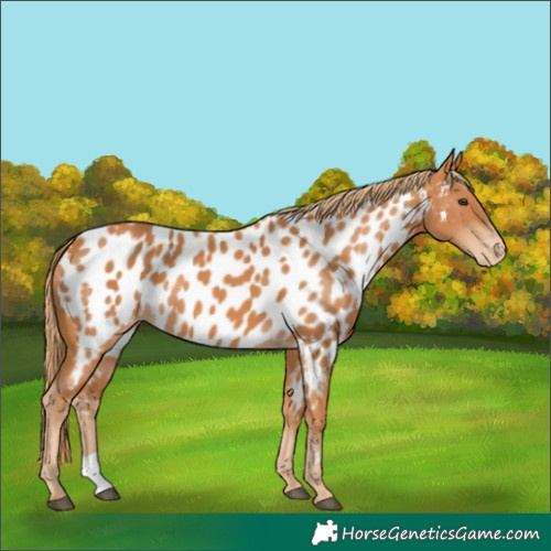 Horse Color:Chestnut Appaloosa