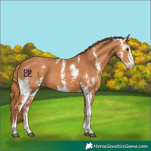 Horse Color:Chestnut Sabino 