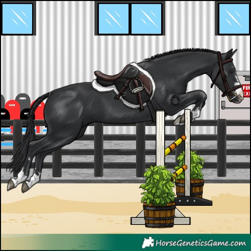 Horse Color:Black 