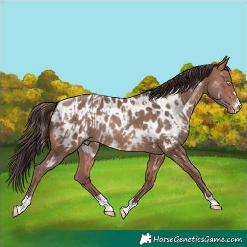 Horse Color:Amber Champagne Appaloosa  and Sable Champagne Appaloosa 
