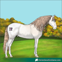 Horse Color:Amber Cream Champagne Pearl Onyx Blanket 