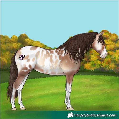 Horse Color:Amber Champagne Onyx Sabino Appaloosa Rabicano