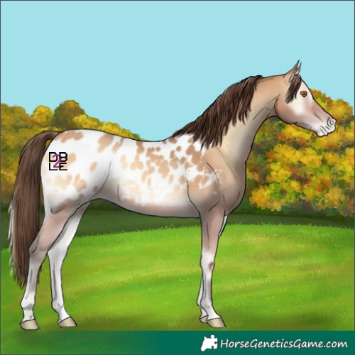 Horse Color:Amber Champagne Onyx Near Leopard 