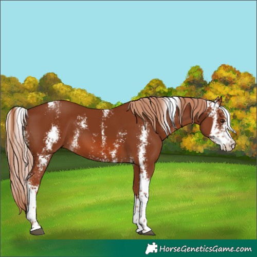 Horse Color:Chestnut Sabino