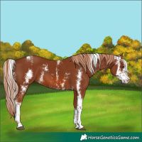 Horse Color:Chestnut Sabino 