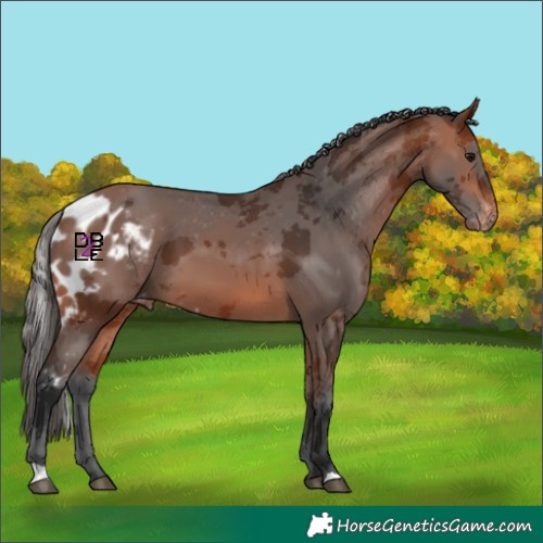 Horse Color:Bay Merle Skewed Appaloosa