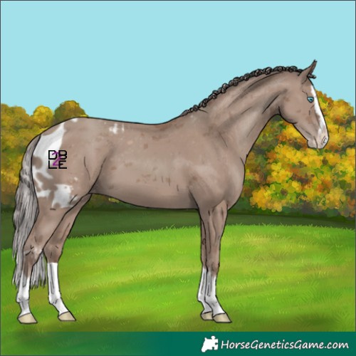 Horse Color:Classic Champagne Merle Splash Skewed Appaloosa