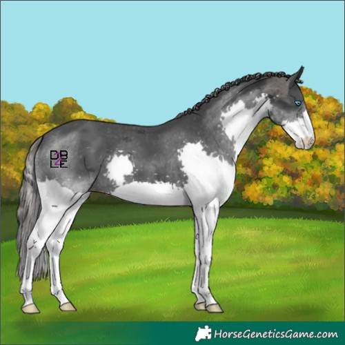 Horse Color:Black Merle Splash Skewed Appaloosa 