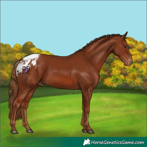 Horse Color:Chestnut Skewed Appaloosa