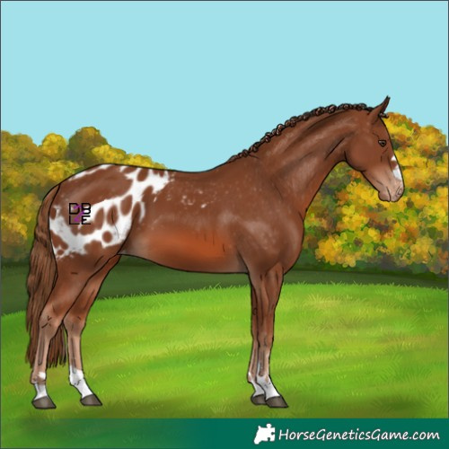 Horse Color:Chestnut Skewed Appaloosa