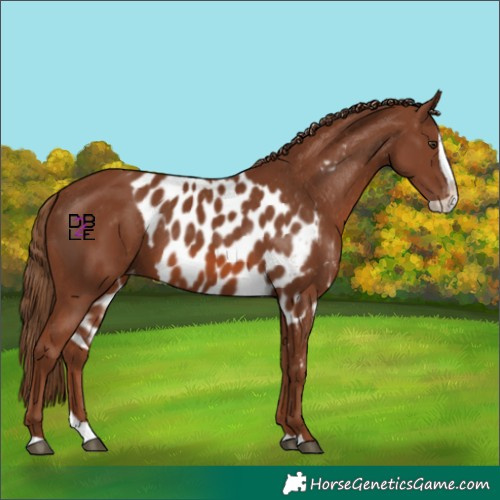 Horse Color:Chestnut Splash Skewed LP Spotted 