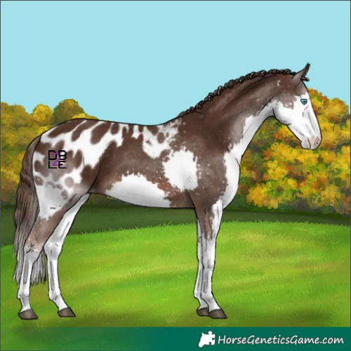 Horse Color:Liver Chestnut Splash Skewed Appaloosa