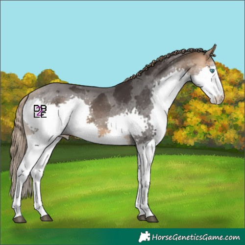 Horse Color:Buckskin Merle Splash Skewed Appaloosa