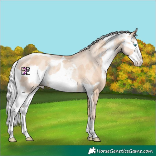 Horse Color:Silver Classic Champagne Dun Merle Splash Frame Skewed Appaloosa 