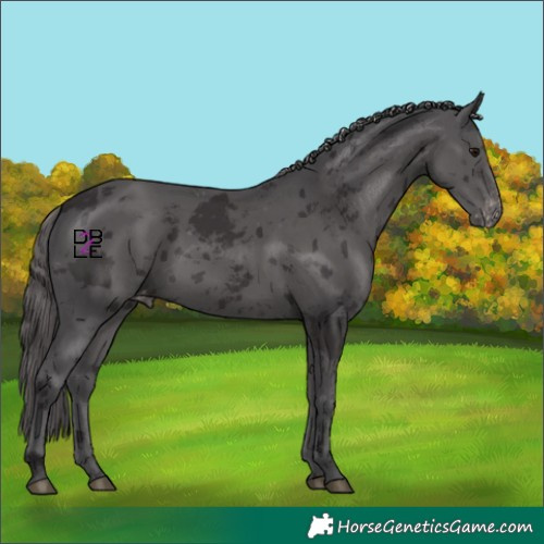 Horse Color:Smoky Black Merle Skewed Appaloosa