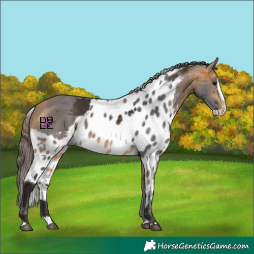 Horse Color:Buckskin Merle Splash Skewed LP Spotted 